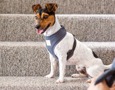 FuzzYard Life Step-In Harness - Slate Grey